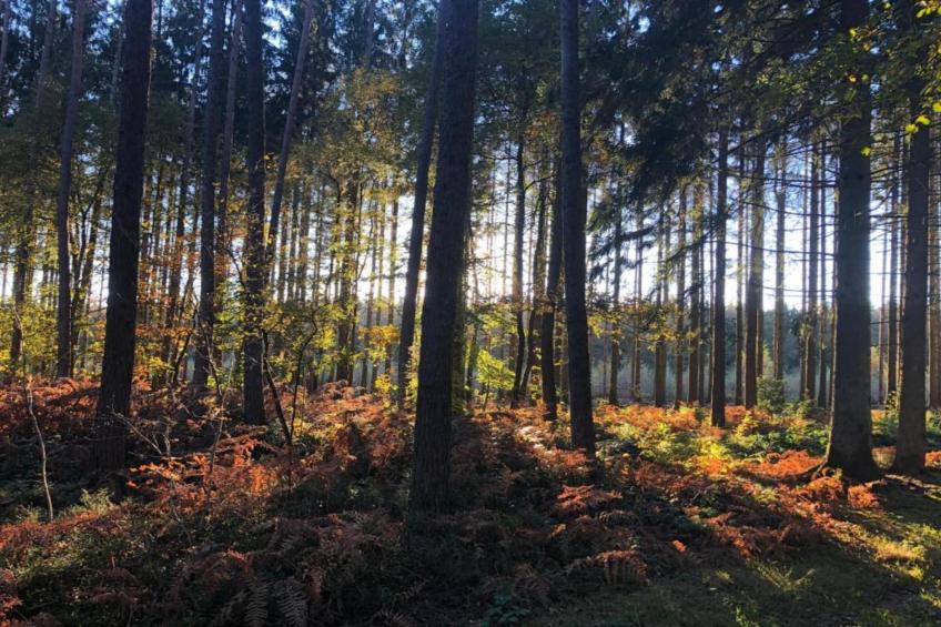 Les Trois Feuilles - foto 17