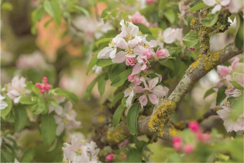 Recreatiepark Wiringherlant - foto 27