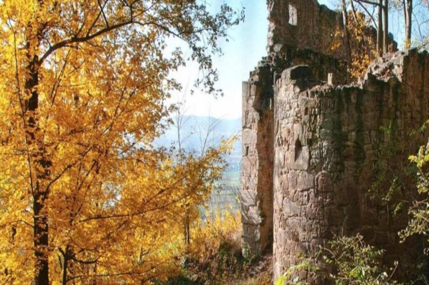 Wilder Wein - foto 19