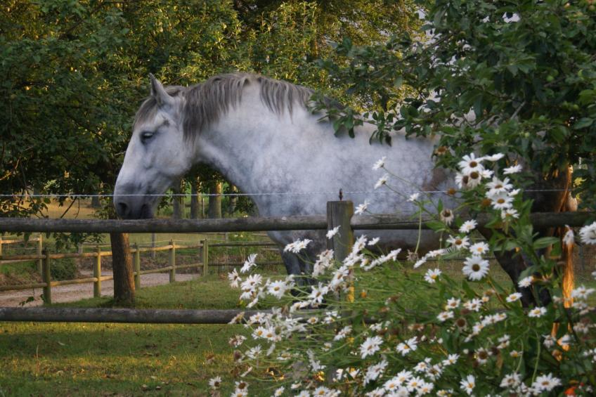 Charmante normannische Ferienwohnung les chataigniers 3 Zimmer - foto 30