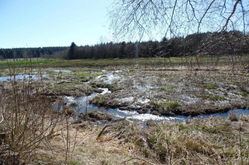 Le Sanglier - foto 33