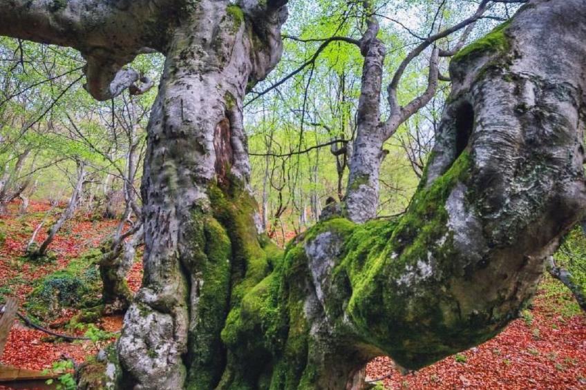 Rural House in the mountain of León - foto 41
