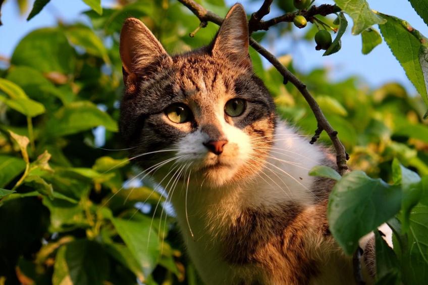 Chalet Bärgblick - foto 26