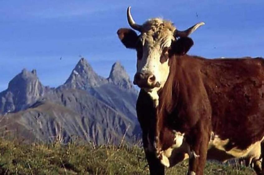 Les Huskies N°45 - 3P6 - foto 28