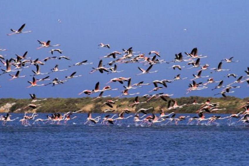 CAP CAMARGUE A N°08 - 2P4 - foto 32