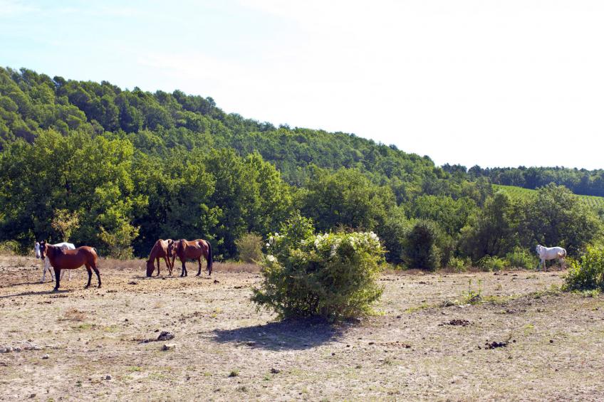Domaine de Camiole (LLI110) - foto 39