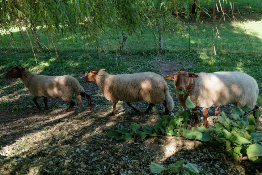 L'Escarlotte - foto 34