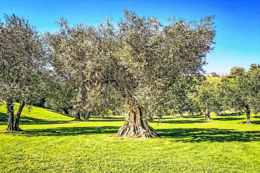 Velia's House - foto 7