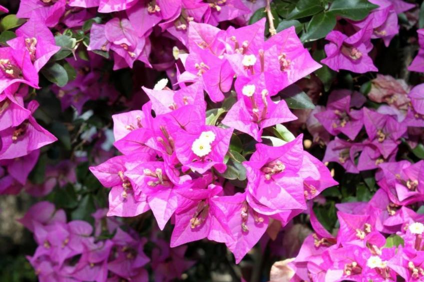 Eine Oase der Ruhe mitten in der Stadt - foto 44