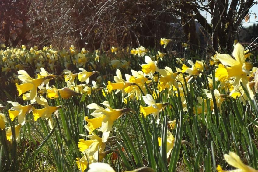 am Hohen Venn - foto 27