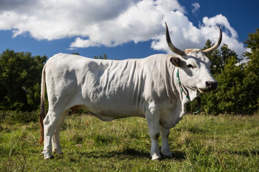 Abitanti Rustic Apartment with Balcony - Two Bedroom Apartment with Balcony - foto 13