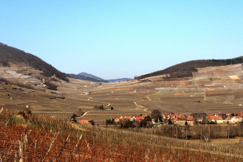 2ed-Face Vosges,im Süden,Herz Weinberg,Ruhig,WiFi - foto 26