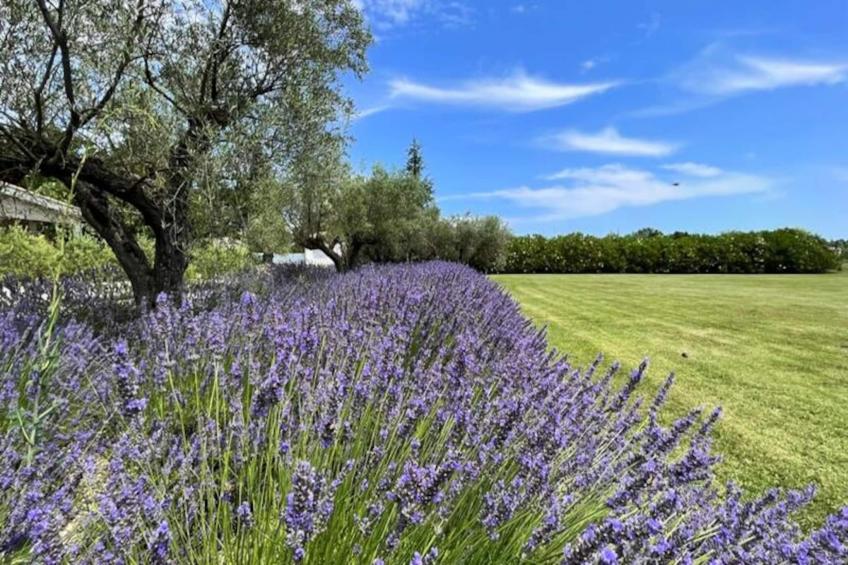 Mas De Panière - Saint Remy De Provence - foto 48