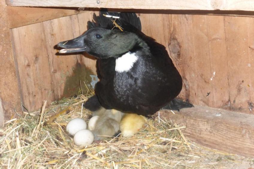 Ferienhof-Barenegg - foto 12