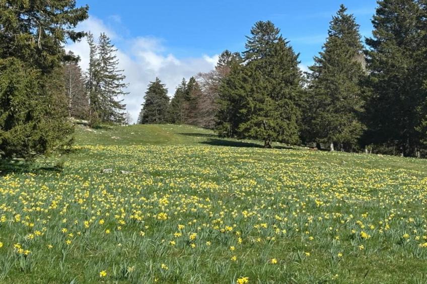 Ferienhaus Kronenburger See - foto 18