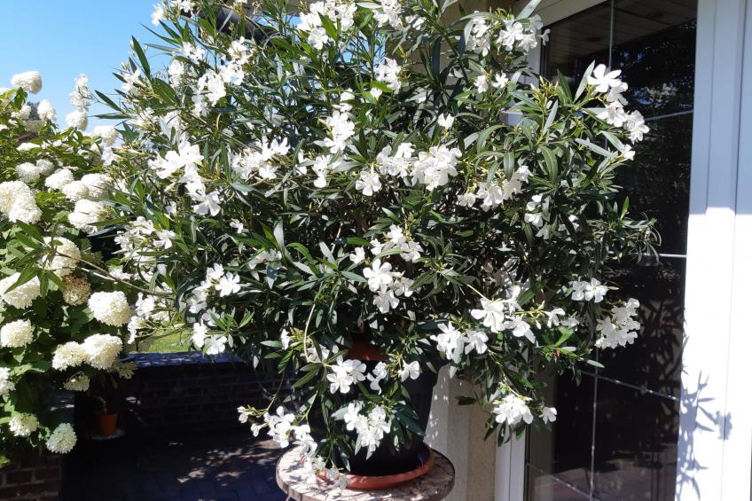 Apartment Royal - foto 10