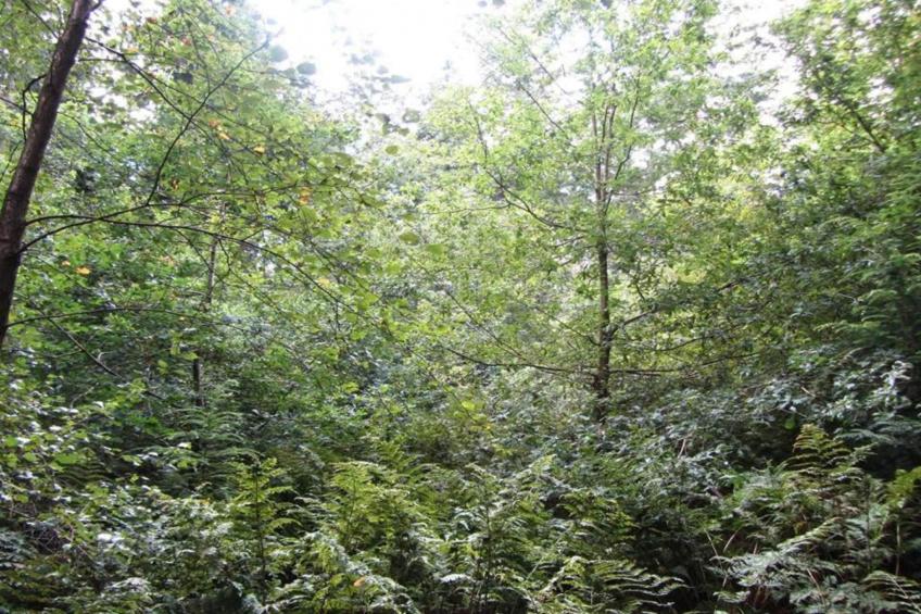 Shrawardine Train Carriage - foto 36