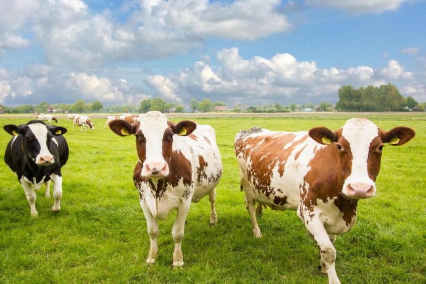 't Kokhuus - foto 31