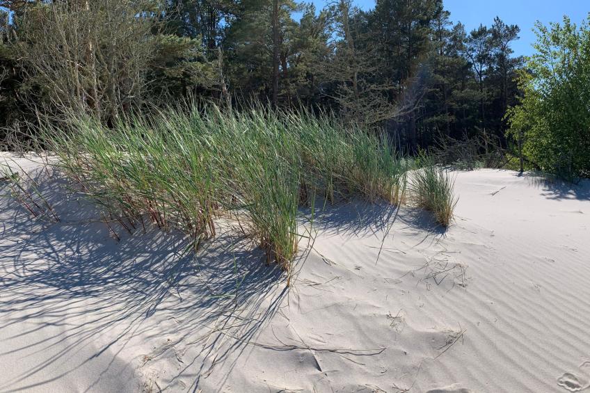 Ferien an der Ostsee - foto 24