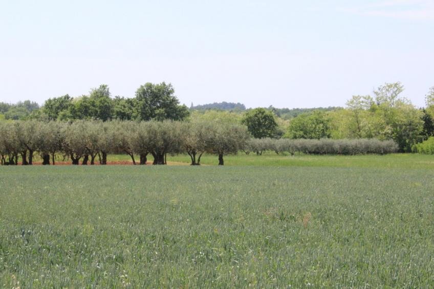 Villa Nel Rosa / HR-11037-01 - foto 29