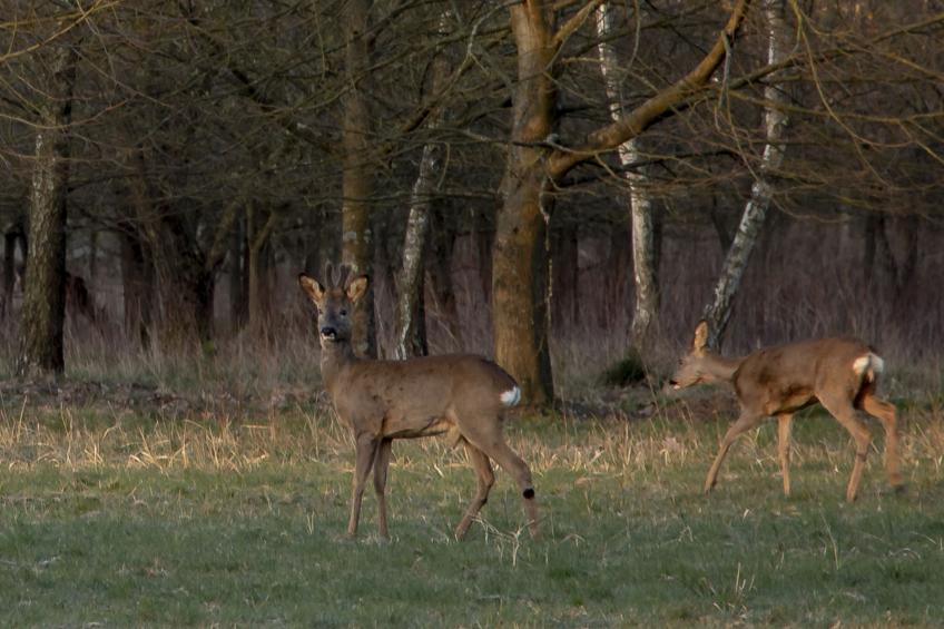 Heidebos für 8 Personen - foto 14