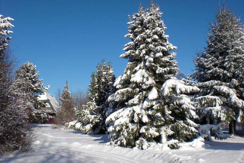 Haus Robinson - foto 18