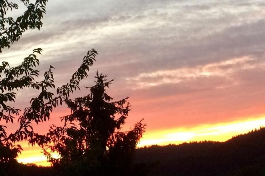 in Hauenstein mit Garten und Grill - foto 17