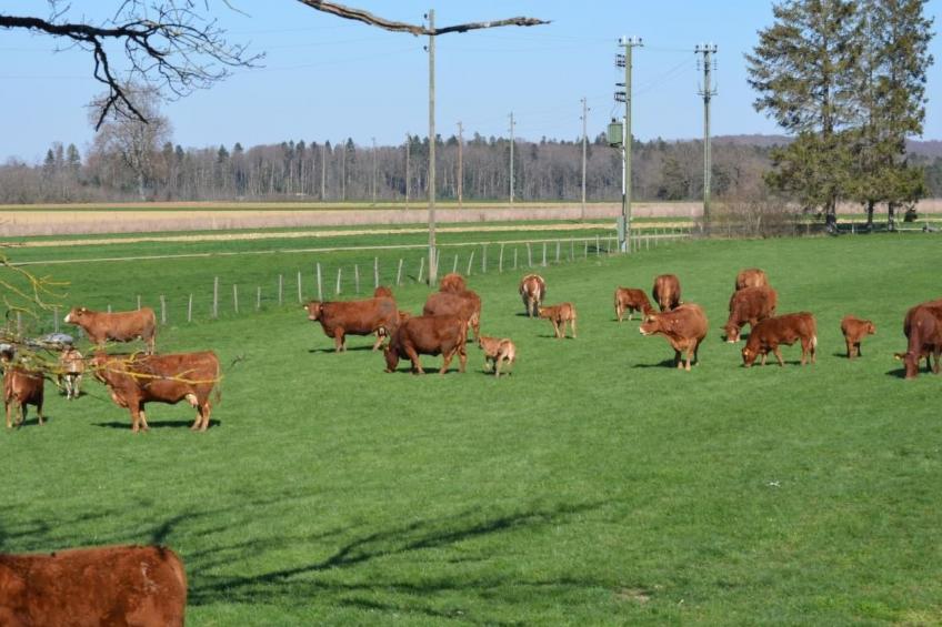 Wohnung "Bellevue" - foto 15