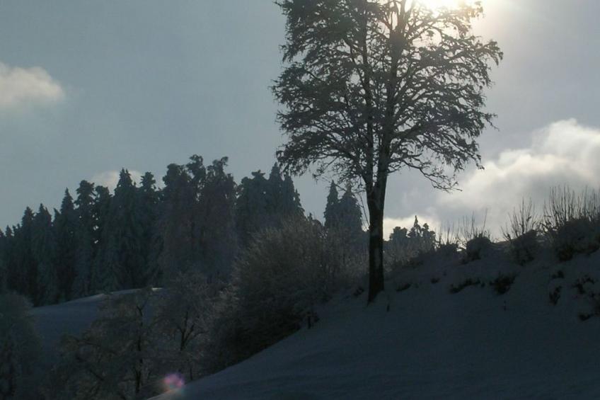 Sonnehöfli - foto 16