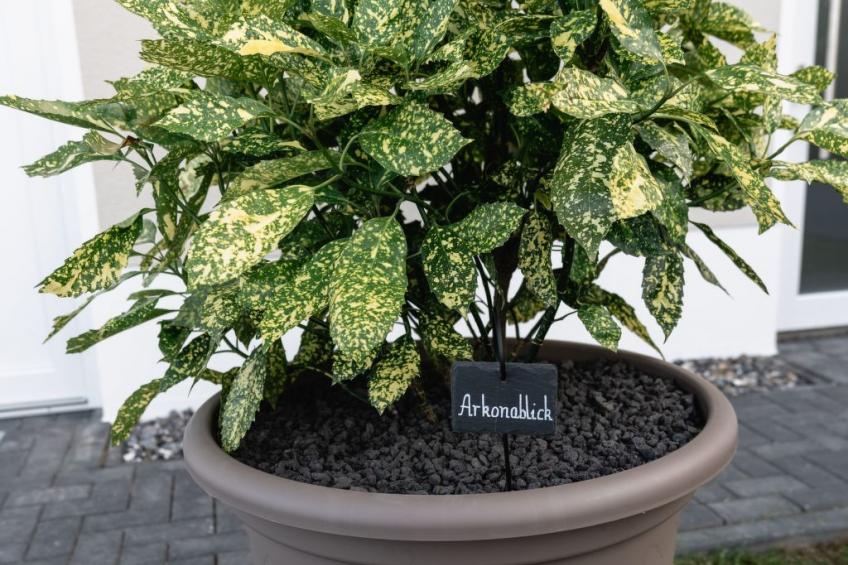 Ostseehaus am Naturstand - Arkonablick - foto 4