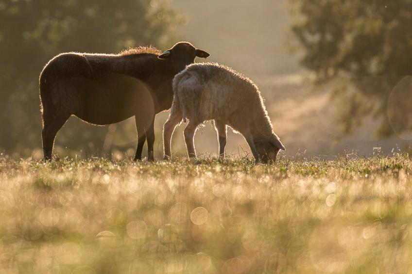 Le petit Nichoir - foto 32