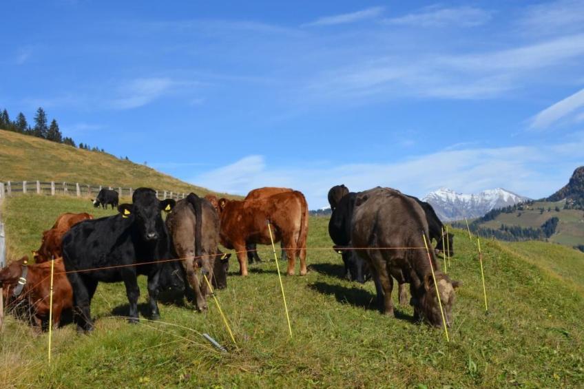 Biohof Furn - foto 12