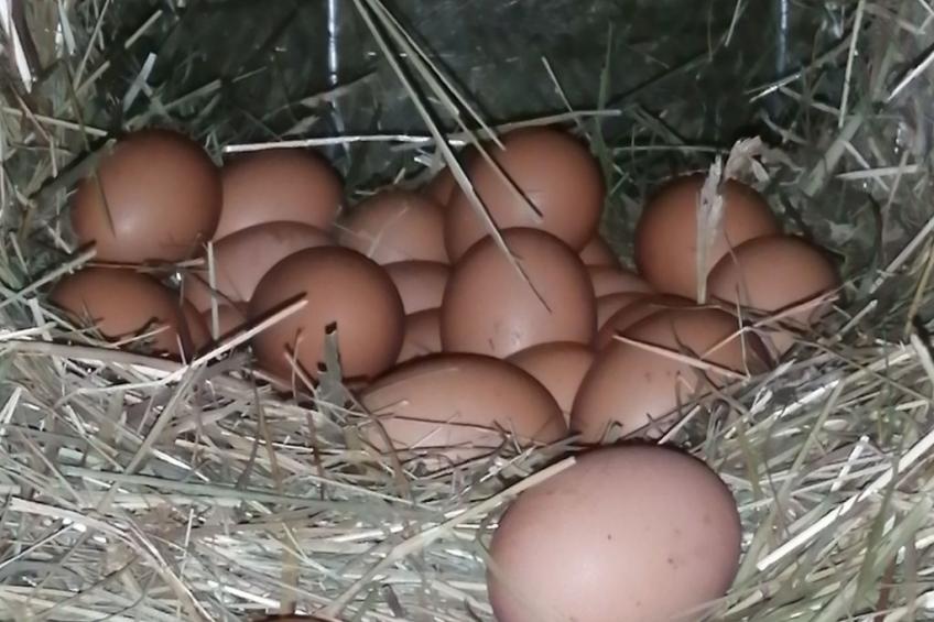 Apartment Merlot in Kurtatsch mit Panoramablick - foto 19