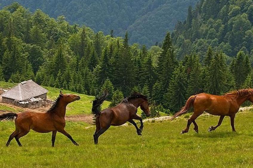 in Sibiel mit Terrasse und Grill - foto 15