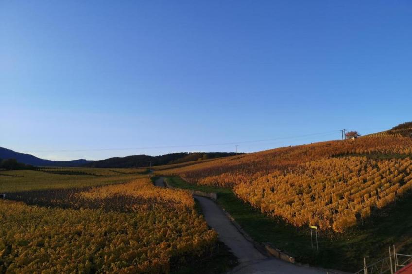 Le Domaine des Rois - foto 26