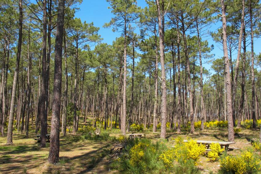 Villa Cocoon Contis-plage 1 chambre - foto 34