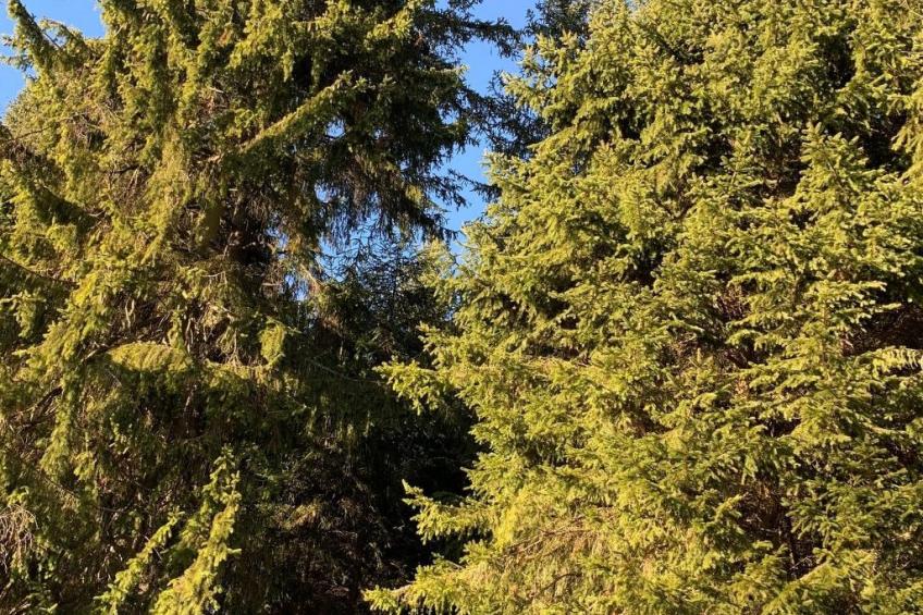 Fichtelzauber mit Sauna - foto 22