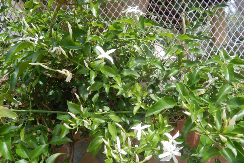 für 4 Personen ca. 60 m² in Milna auf Brac, Adriaküste Kroatien (Kroatisch - foto 16