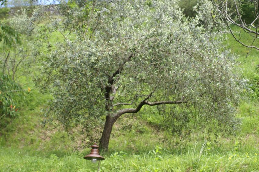 Toskanische Tradition - foto 40