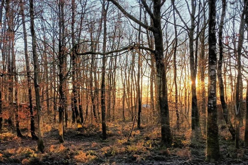 Les Trois Feuilles - foto 27