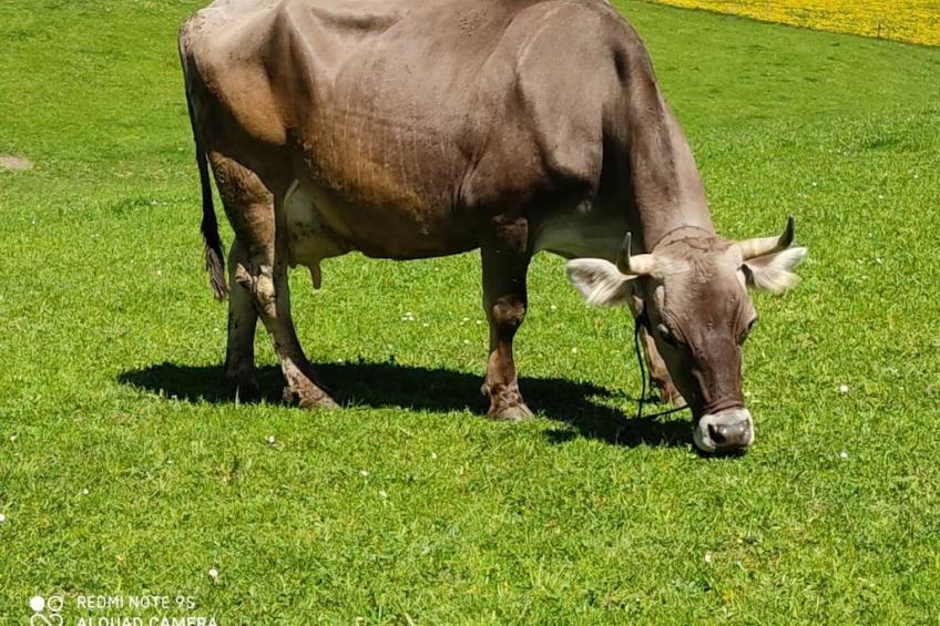 37251 - foto 14