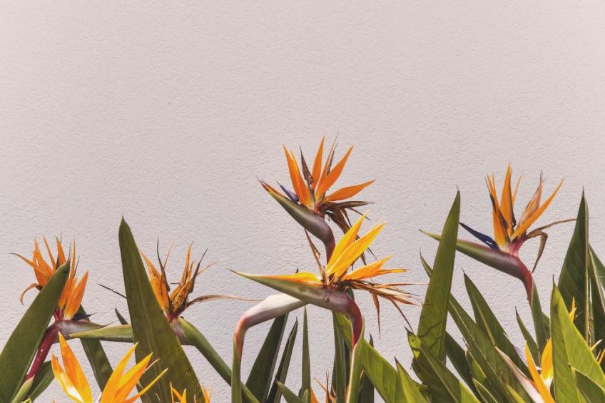 Villa 'delle Sterlizie' mit eigenem Pool - foto 76