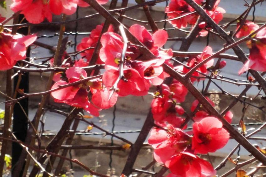 L'Eugénie - foto 20