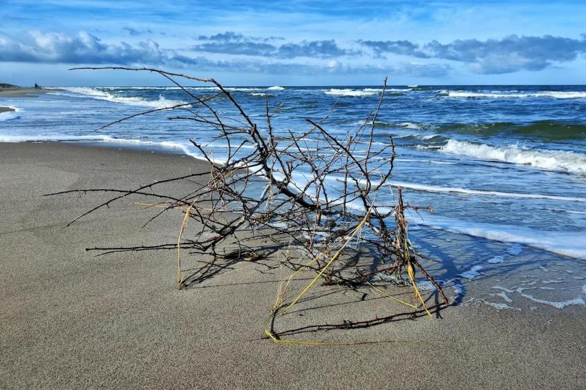 Ferienhaus Küstenwald klein - Strandhotel Fischland - foto 23