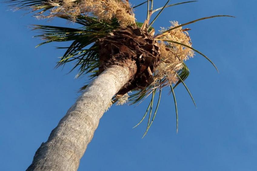 für 7 Personen und 1 Kind in Lachania, Dodekanes (Rhodos) - foto 41