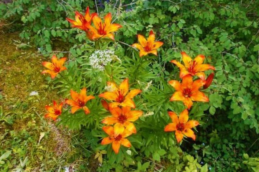 Alte typische Engadinermühle - foto 28