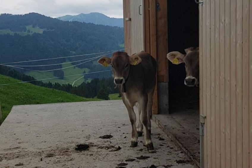 Ferien im Gugger - Wohnung Stockberg - foto 28