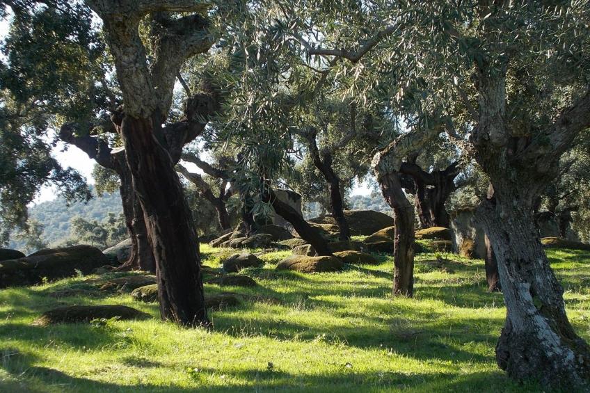 Finca El Chorrillo Studio - foto 44