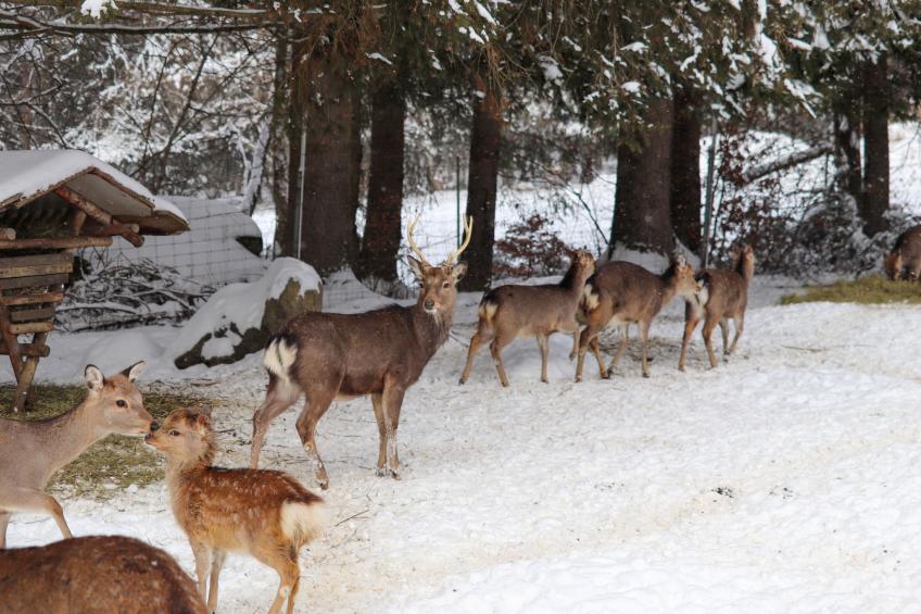 Ferienhaus Mühlberg (SPG101) - foto 31