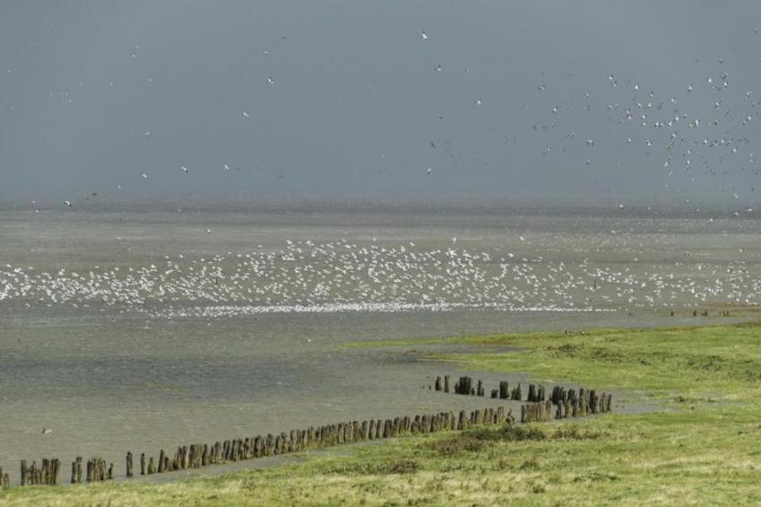 De Scholekster - foto 21
